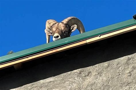 Photos: Bighorn sheep gets stuck on roof of home in Colorado